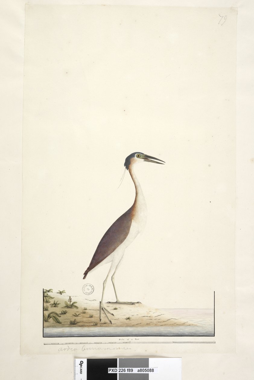 Page 89. Ardea ..？.. Nankeen Night，苍鹭Nycticorax caledonicus，1791-92年 作者 未知艺术家