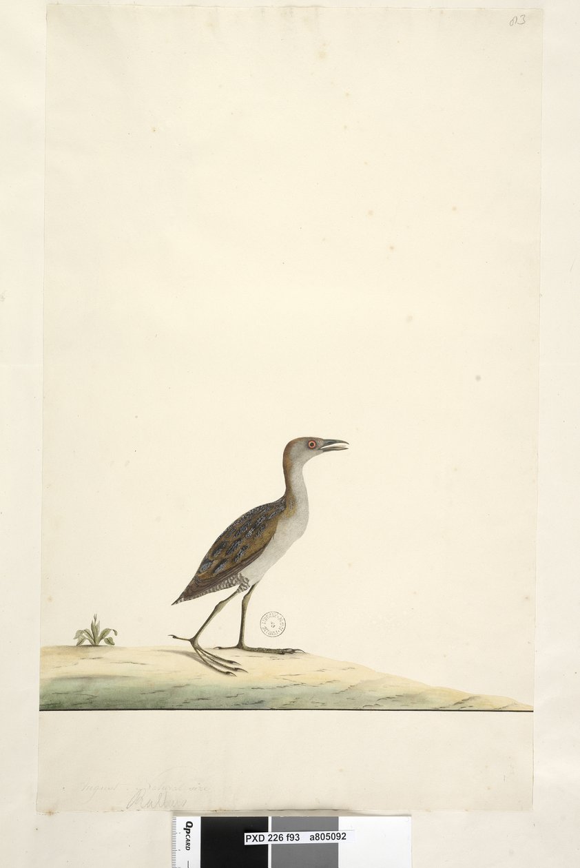 第93页。以上标题在另一只手八月。自然尺寸的Marsh Crake Porzana pusilla，1791-92年 作者 未知艺术家