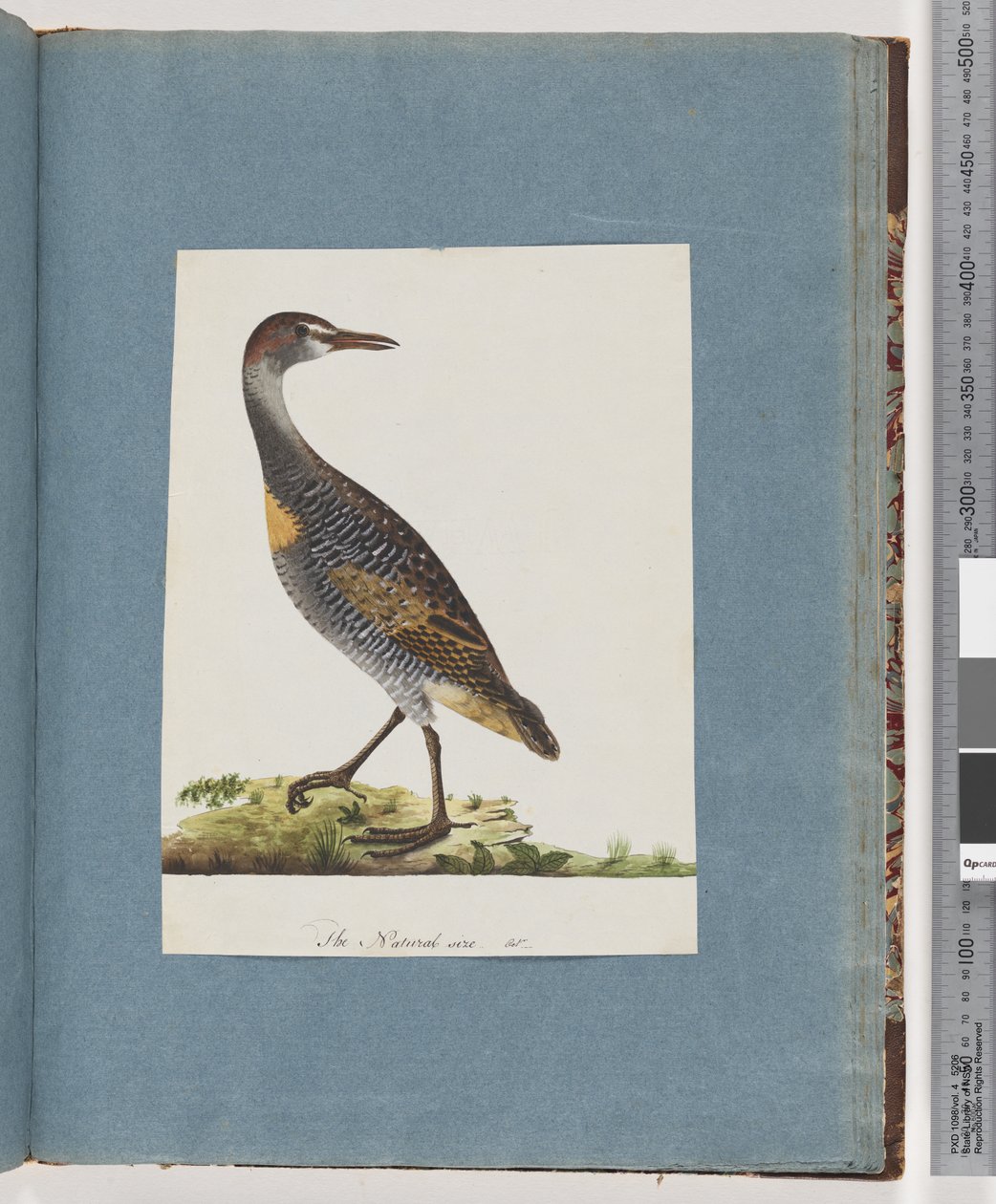第99页。Buff-banded Rail 作者 未知艺术家