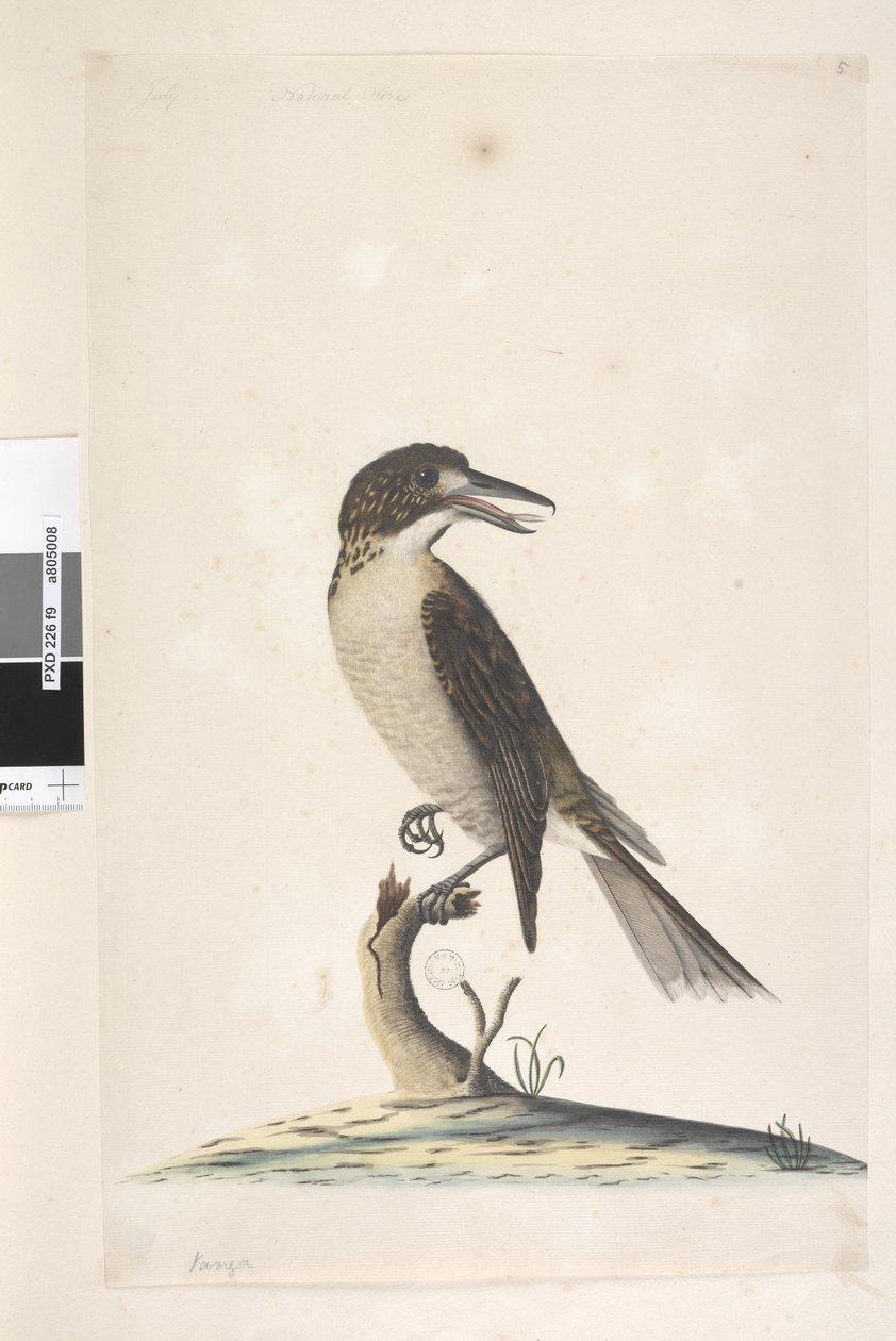 第9页。Vanga。左上角，7月，自然尺寸，灰色屠夫，鸟形乌龟，雌性，1791-92年 作者 未知艺术家