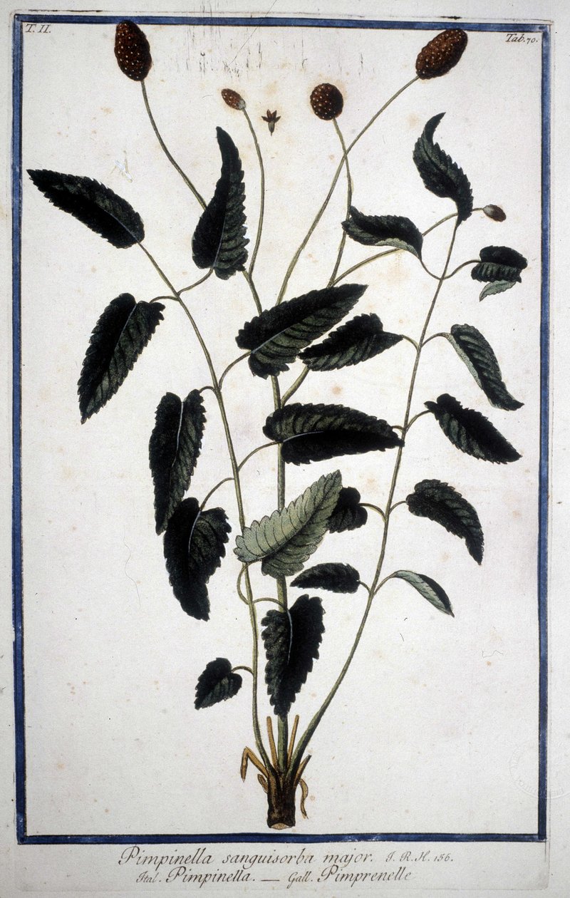 Pimprenelle：Pimpinella Sanguisorba Major。 作者 未知艺术家