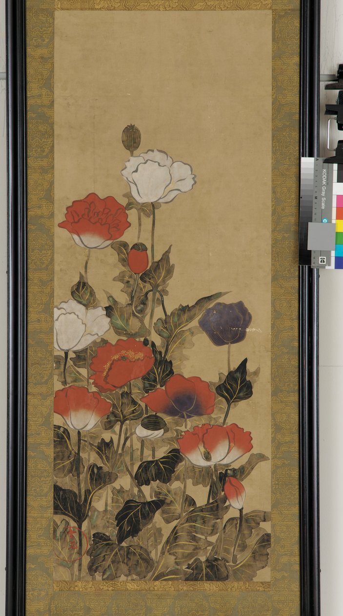 罂粟花 作者 未知艺术家