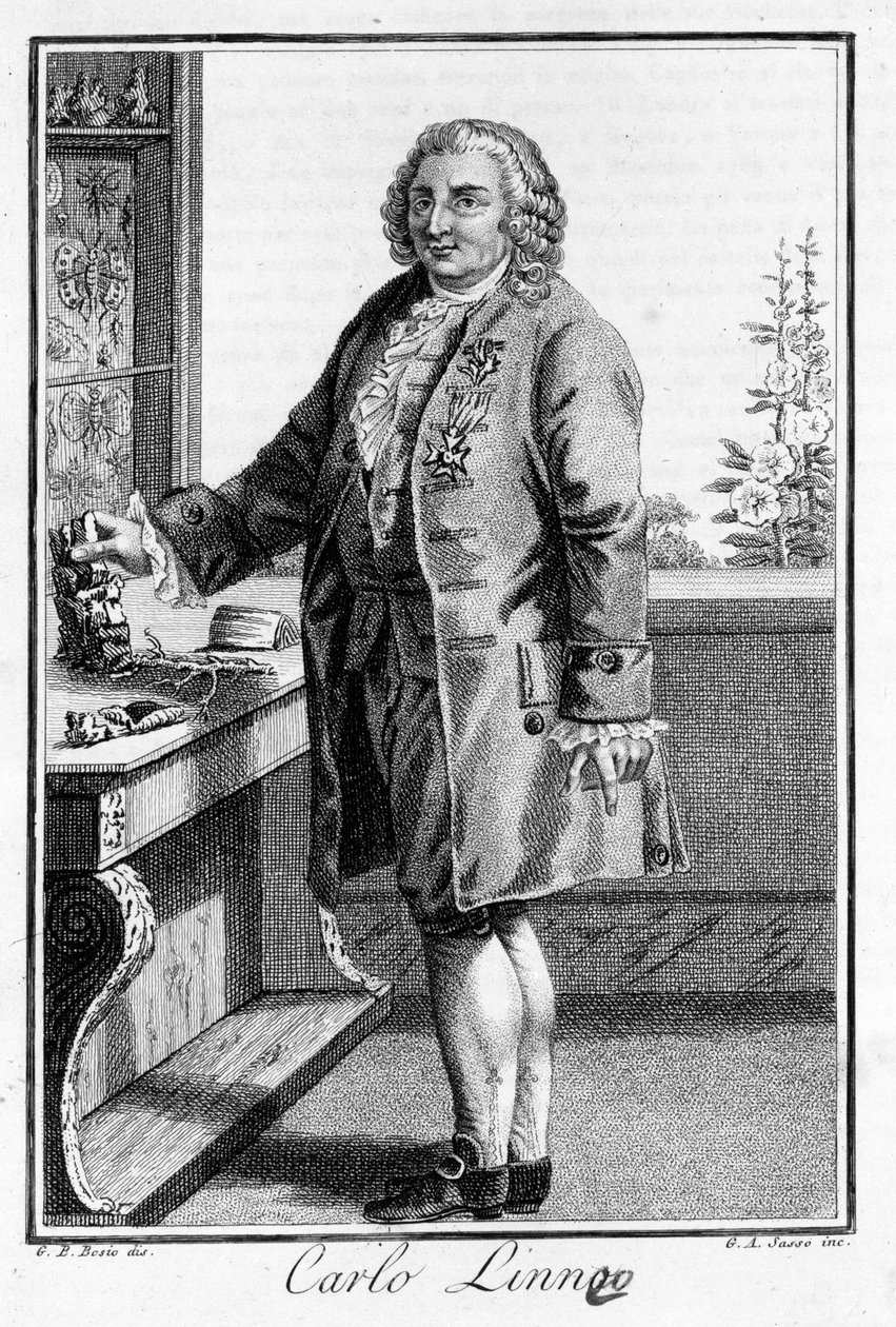 Carl Von Linné 瑞典博物学家和作家的肖像（1707 - 1778）。 标准差 19 世纪的雕刻。 作者 未知艺术家