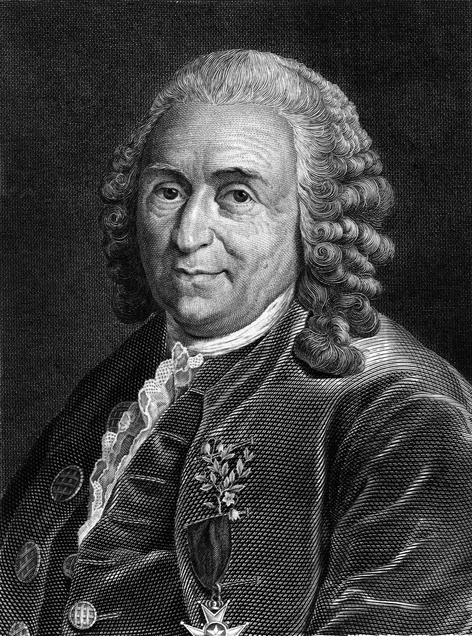 Carl Von Linné 瑞典博物学家和作家的肖像（1707 - 1778）。 标准差 19 世纪的雕刻。 作者 未知艺术家