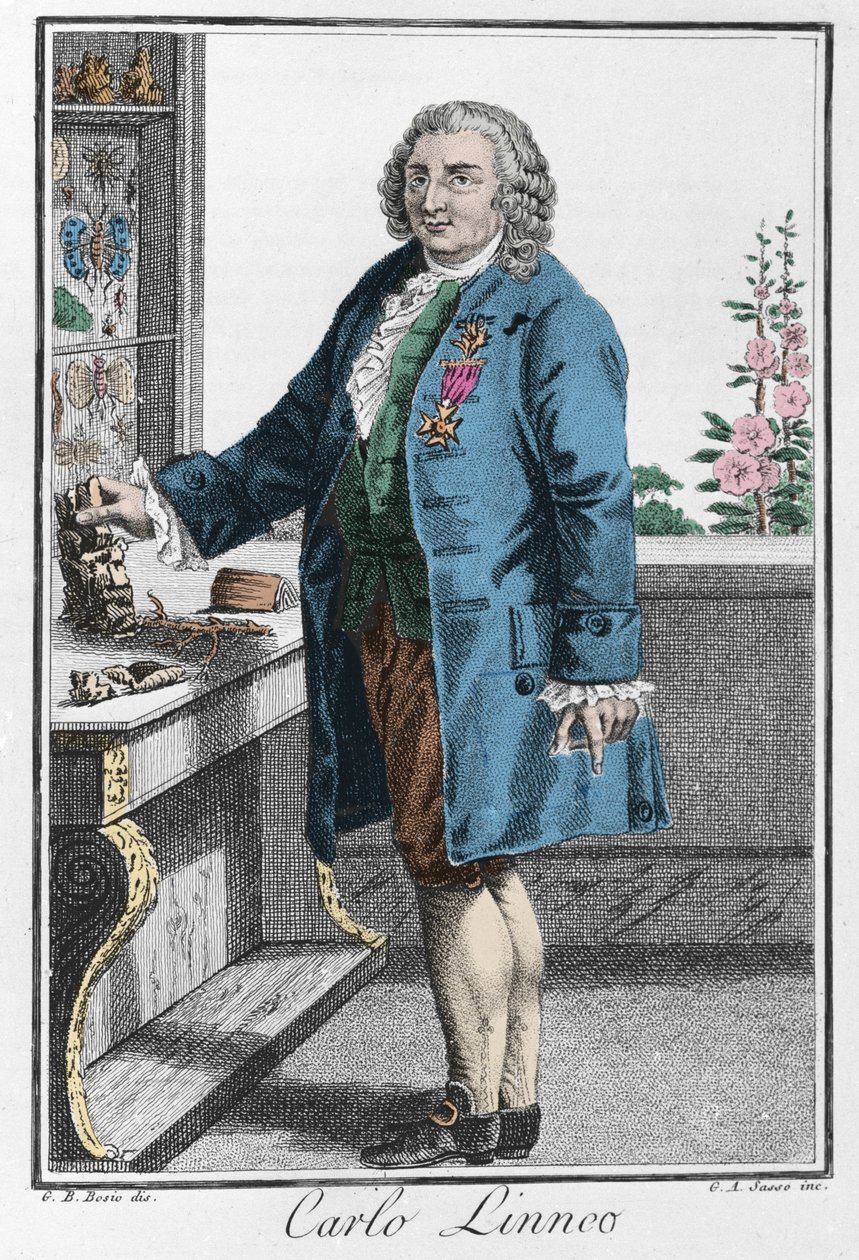 Portrait of Charles Linne (Carl von Linne, Linneus 作者 未知艺术家