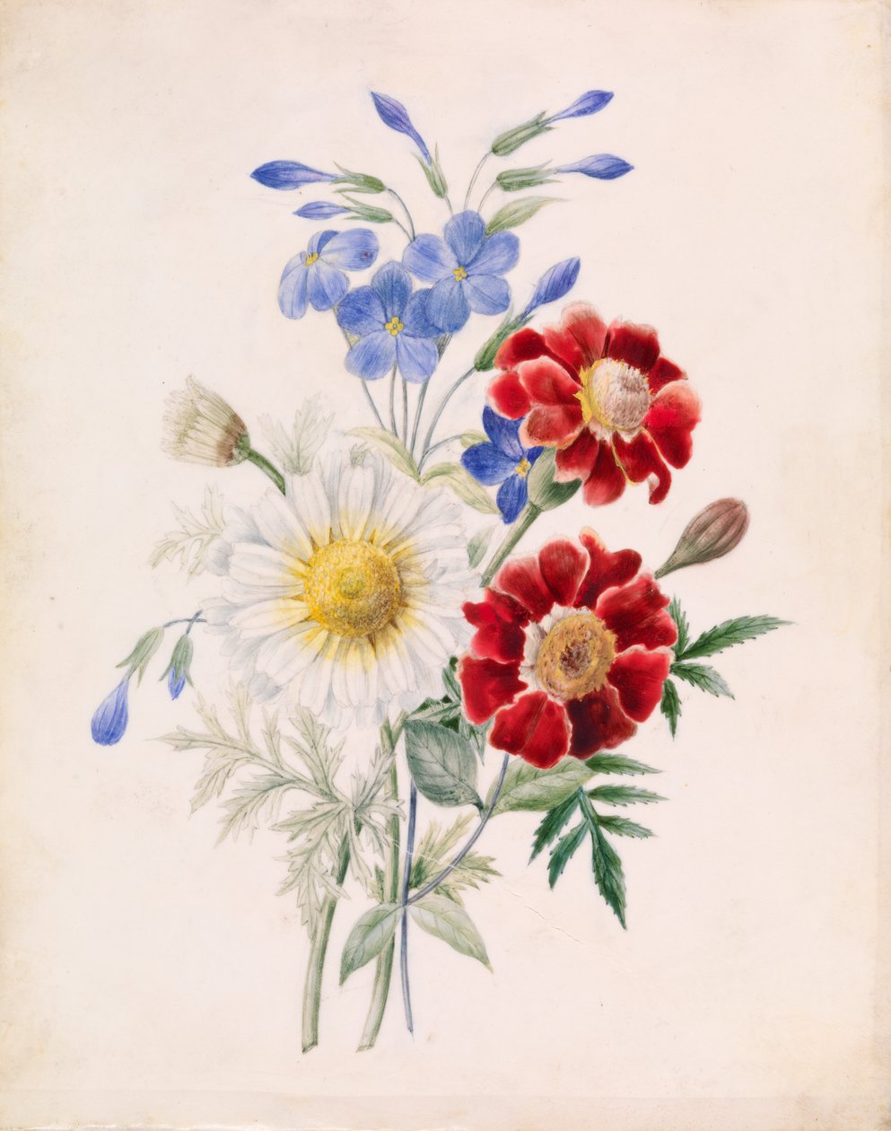 红蓝花朵和白色雏菊 作者 未知艺术家