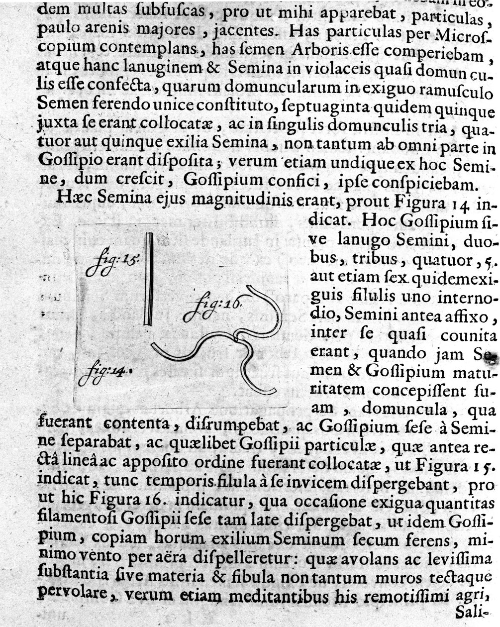 果树种子的表示 由荷兰商人和科学家 Antoine van Leeuwenhoek（或 Leeuvenhoek Leeuwenhoeck）（或 Antoni 或 Anthonie）（1632-1723 年）所作的描述。 1722 年“神秘调查”中的雕刻 作者 未知艺术家