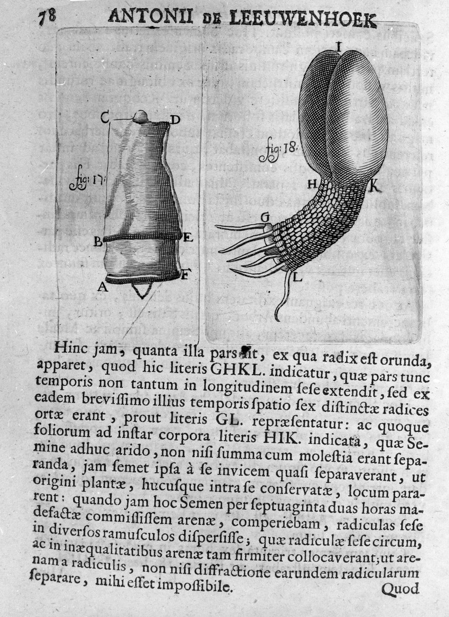 荷兰贸易商和博物学家 Antoine van Leeuwenhoek（或 Leeuvenhoek 或 Leeuwenhoeck）（或 Antoni 或 Anthonie）（1632-1723 年）的果树种子表示，来自“Invetigatio Arcanorum” 1722 年版画。 作者 未知艺术家