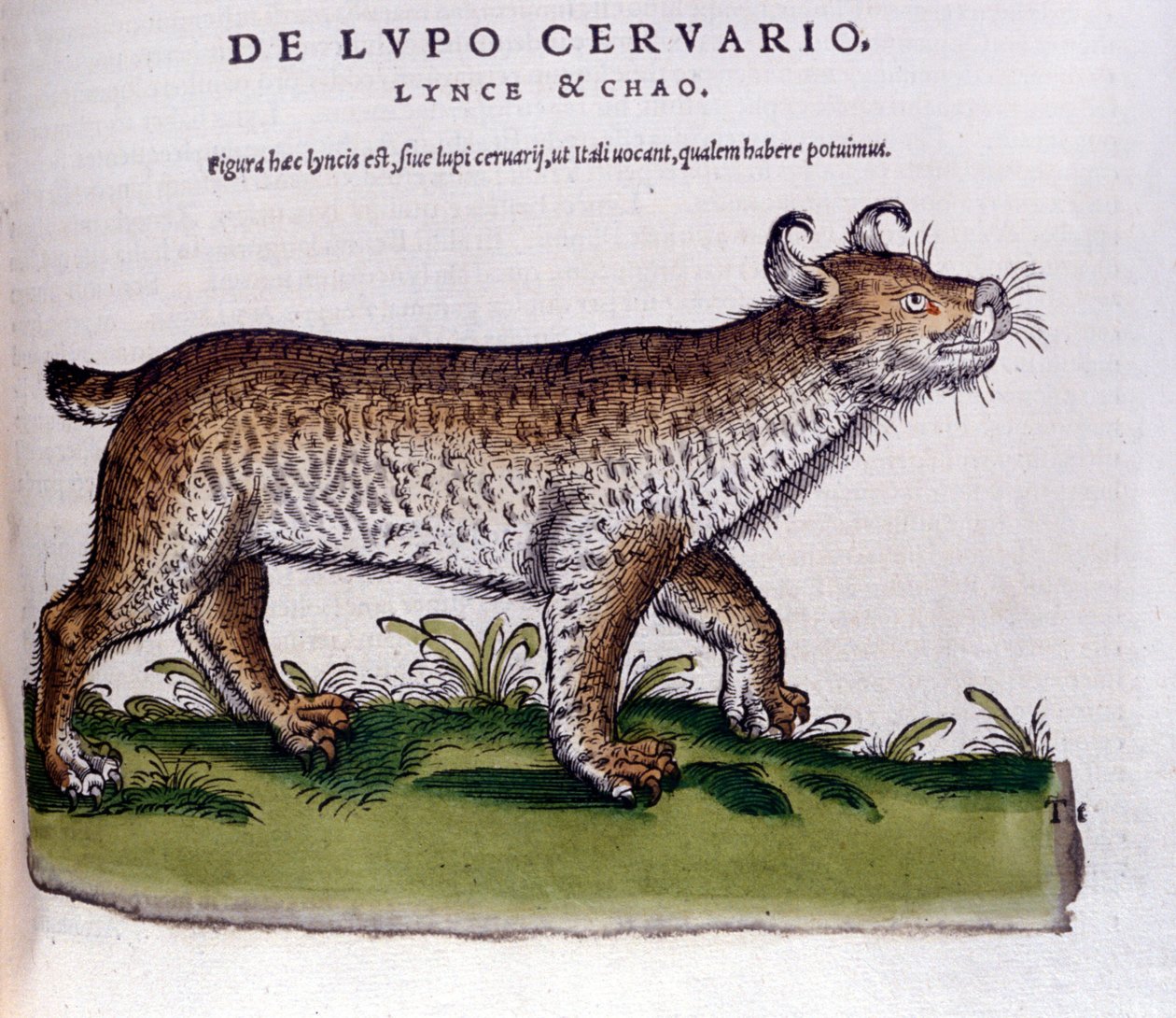 Representation of a lynx (wolf - deer) - Historia Animalium de Conrad Gesner (1516 - 1565), Tiguri 作者 未知艺术家