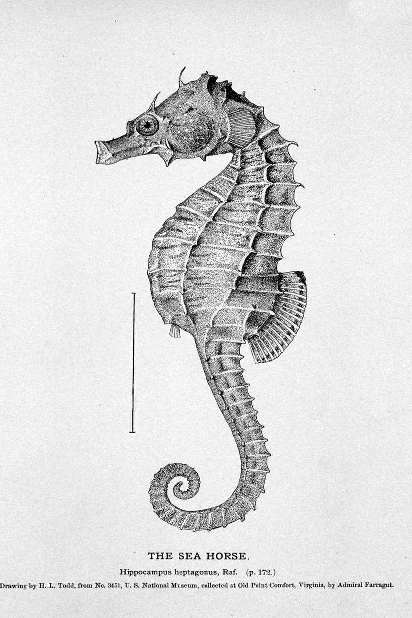 Representation of a seahorse (Hippocampus heptagonis). Natural history board of the 19th century. 作者 未知艺术家