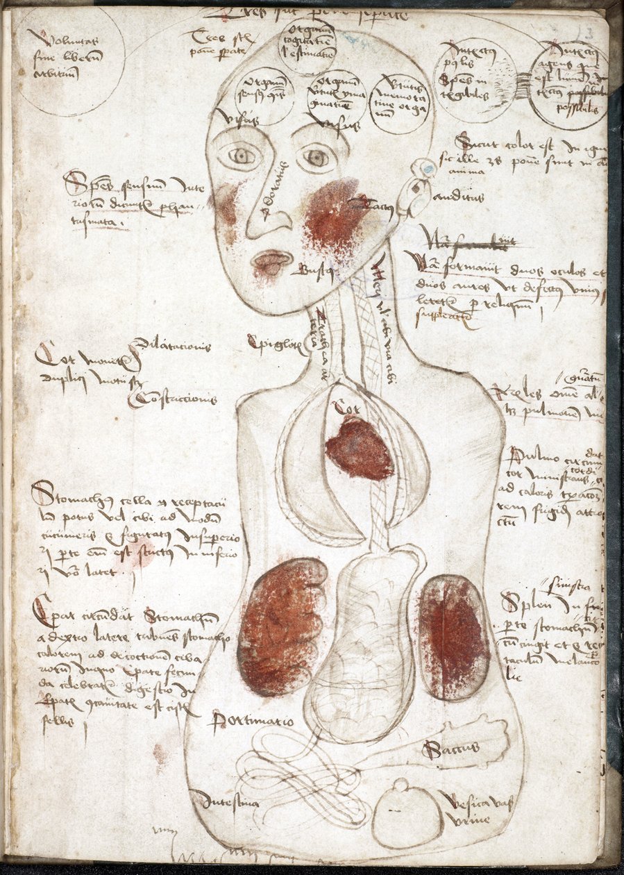 亚里士多德意识理论的表征（来自：De corpore et anima） - 匿名 - 1497 - 羊皮纸水彩 - 22x15,8 - 约翰莱兰兹大学图书馆 作者 未知艺术家