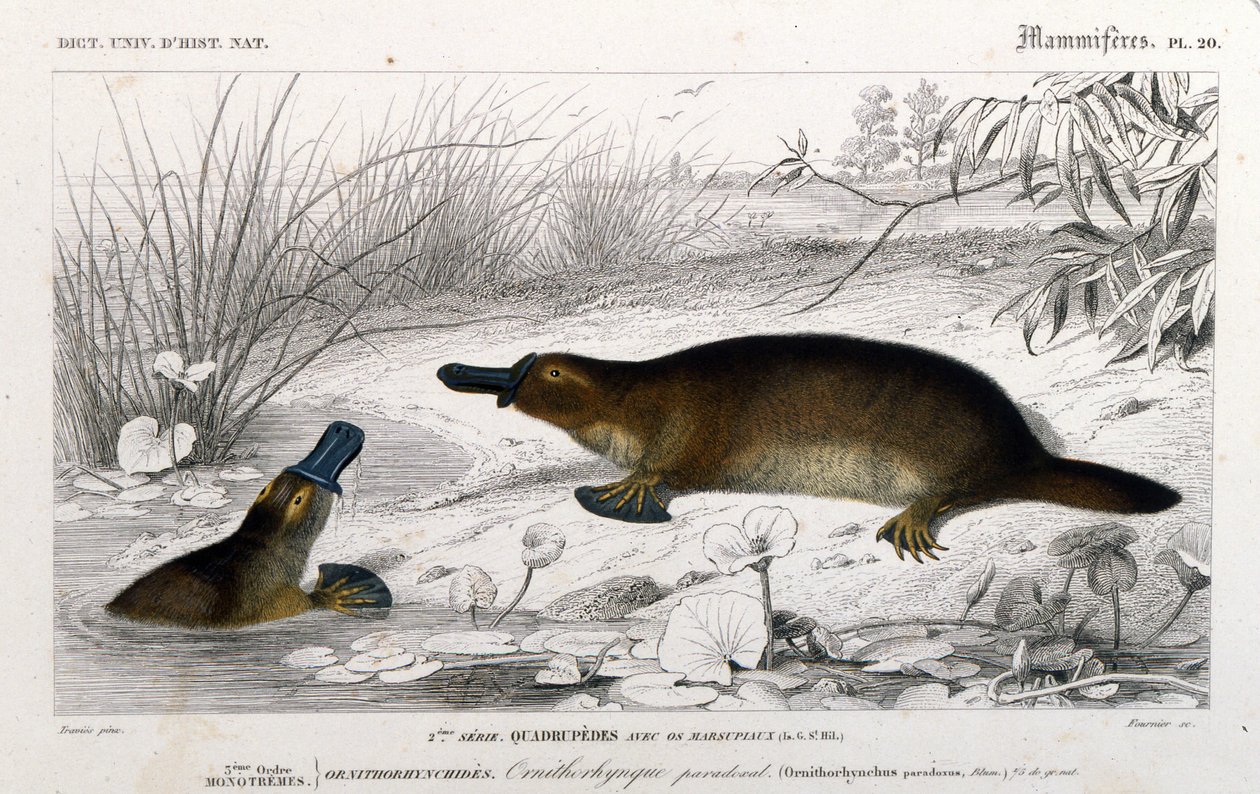 Representation of an Ornithorynch (Ornithorhynchus paradoxus, Blum.). engraving from “Universal Dictionary of Natural History”” by C. D