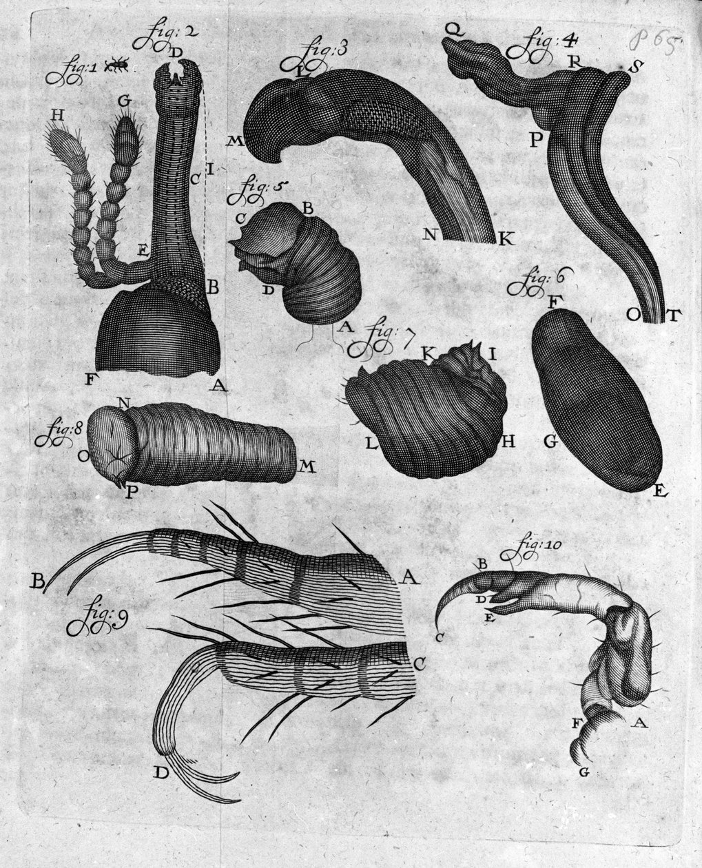charancons (curculiones lupi) 的代表荷兰贸易商和博物学家 Antoine van Leeuwenhoek（或 Leeuvenhoek 或 Leeuwenhoeck）（或 Antoni 或 Anthoni）（1632-1723 年）的“Invetigatio Arcanorum”版画，1722 年。 作者 未知艺术家