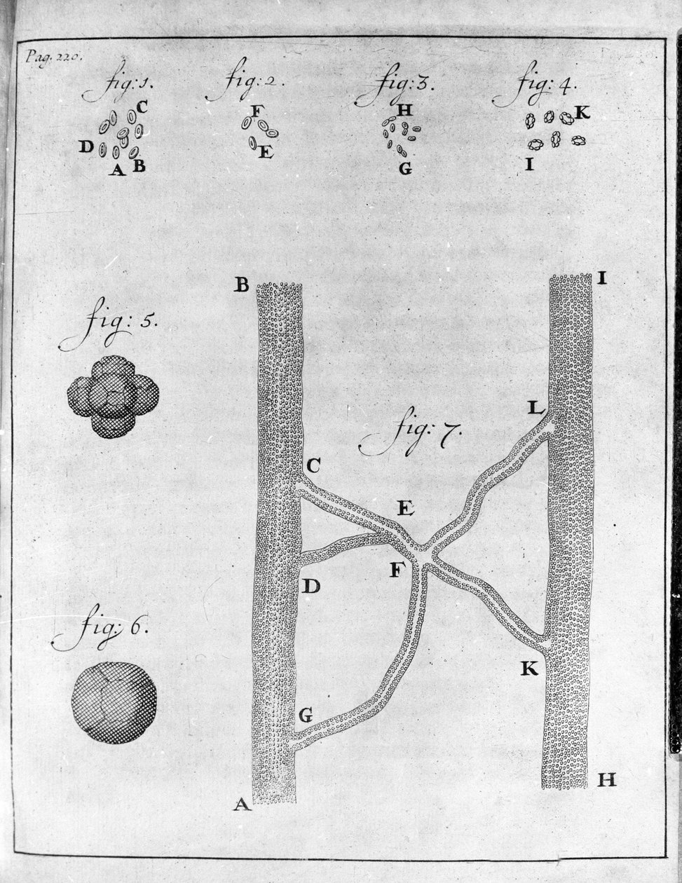 Representation of hematia (red blood cell) of salmon and turbot Study of the Dutch trader and naturalist Antoine van Leeuwenhoek (or Leeuvenhoek or Leeuwenhoeck) (or Antoni or Anthonie) (1632-1723) Engraving from “Epistolae ad Societatem Regiam Angliam” 17 作者 未知艺术家