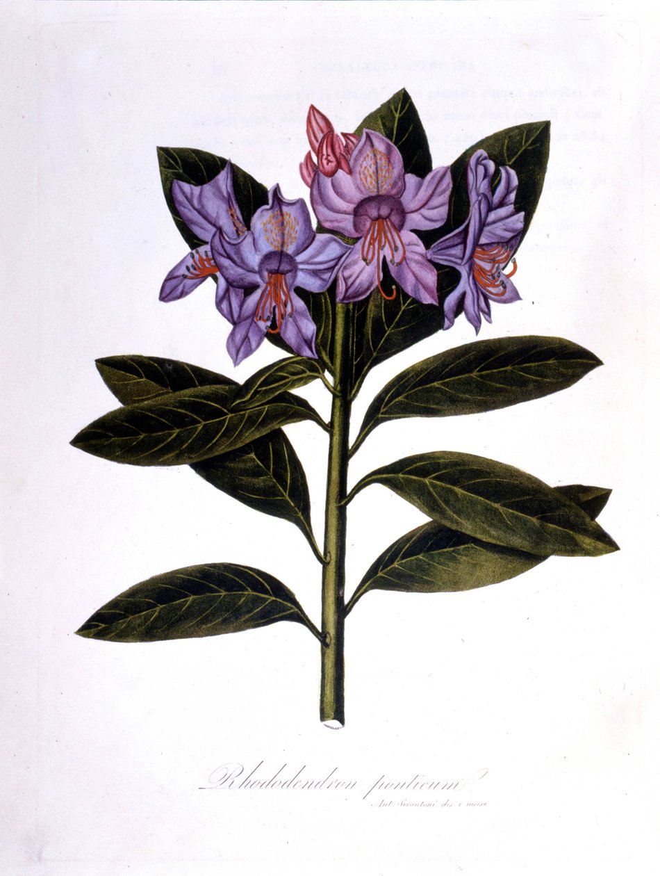杜鹃 (Rhododendrum Pont)。 作者 未知艺术家
