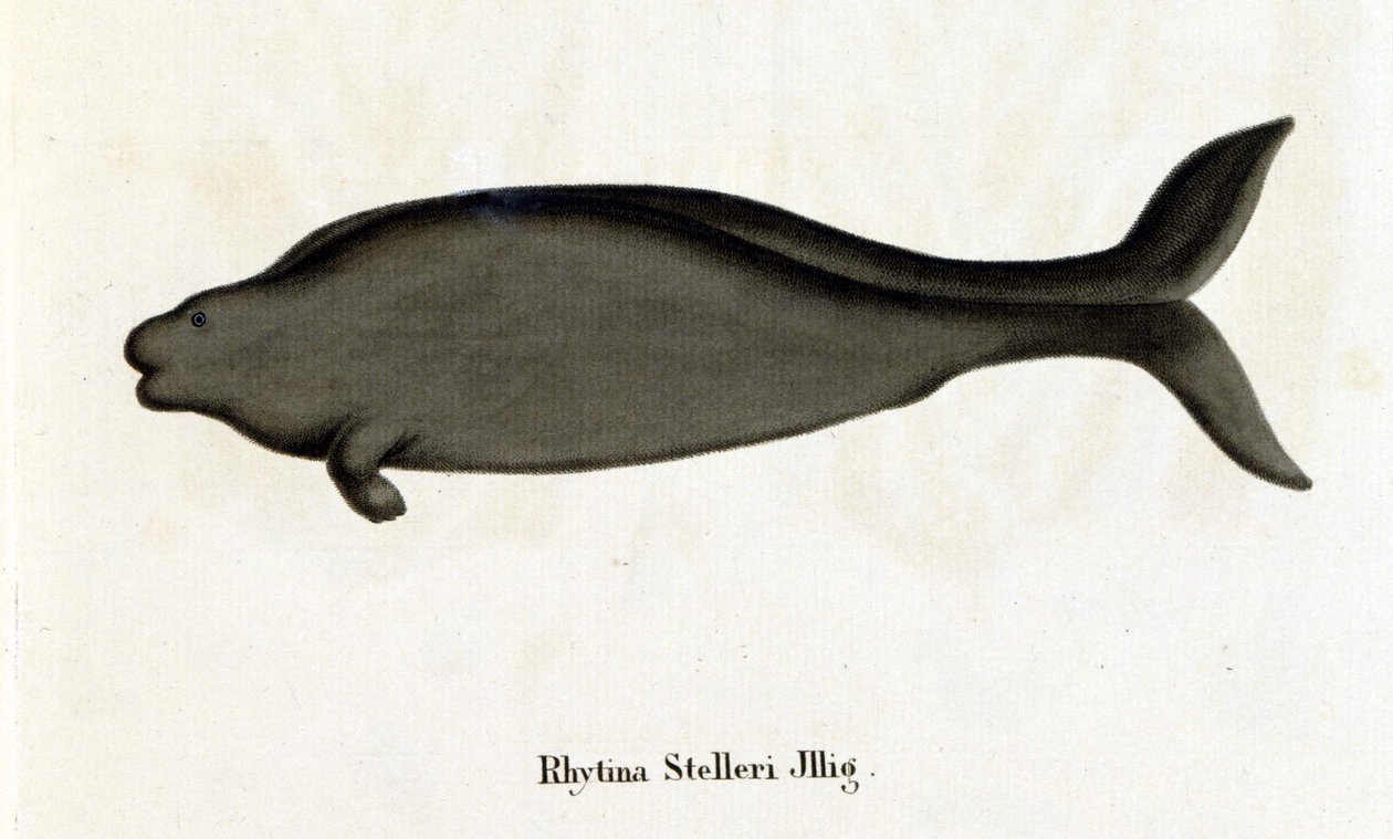 Rhytina Stelleri 也叫海牛 Steller，标本在 18 世纪消失。 作者 未知艺术家