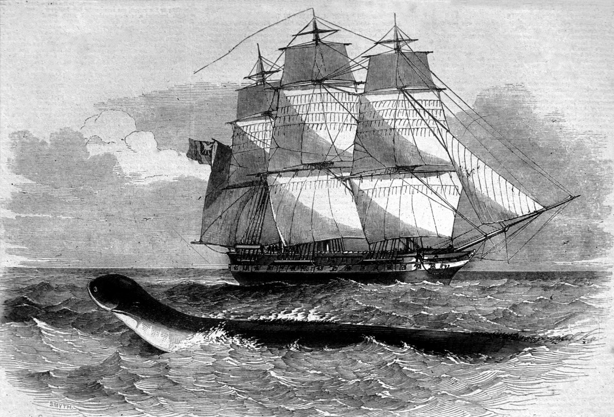 Sea monster: appearance of a sea snake on the Daedalus fregate road in 1848. Engraving of the 19th century. 作者 未知艺术家
