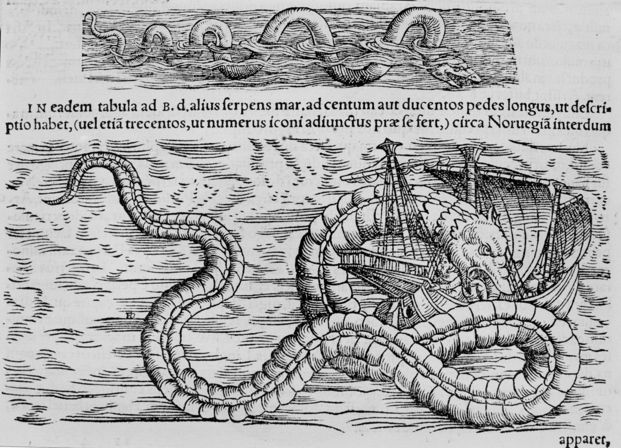 Sea snake, marine creature after Conrad (= Konrad) Gesner 作者 未知艺术家