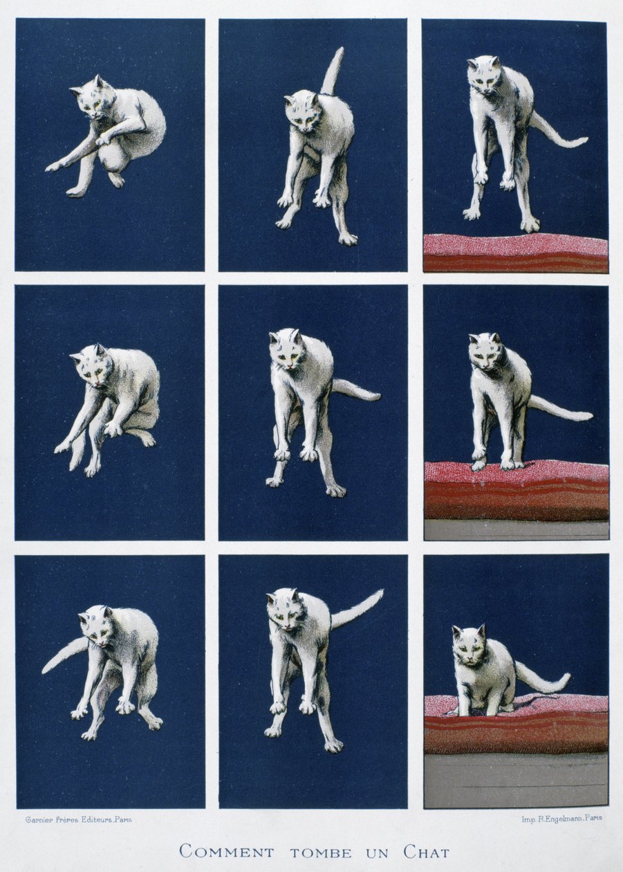 猫倒下的系列画框，约 1895 年（印刷品） 作者 未知艺术家