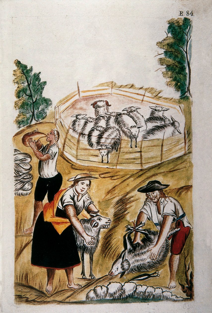 Sheep shearing, from the book "Trujillo del Peru" or "Códice Martínez Compañón", by Baltazar Martinez Compañón y Bujanda, bishop of Trujillo (1782-1785) 作者 未知艺术家