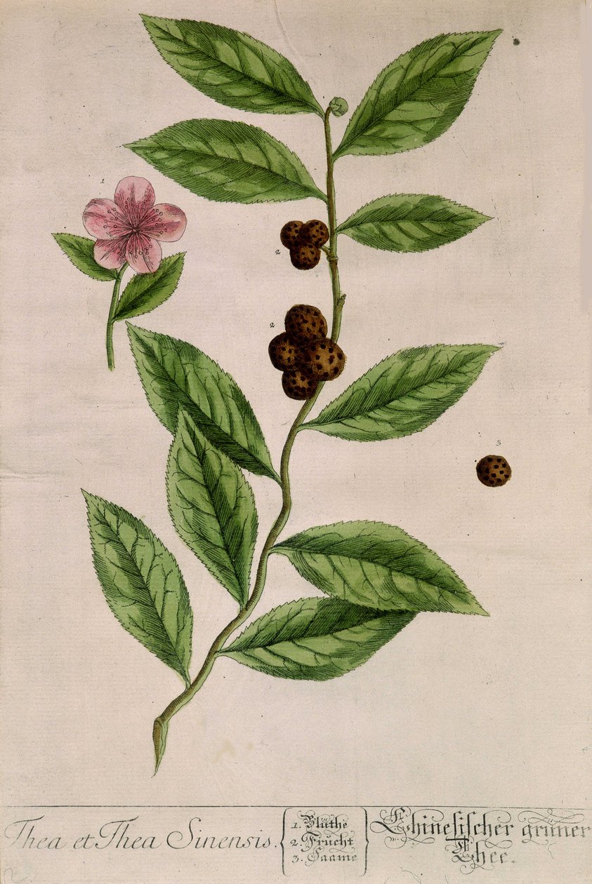 Sinensis tea plant - botanical board 作者 未知艺术家