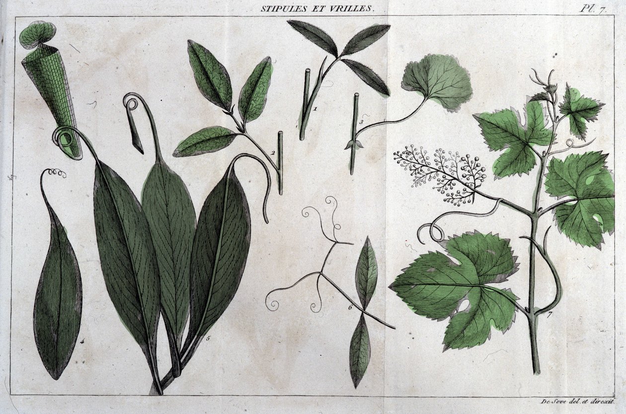 托叶和卷须：在《法国植物志》中，或对所有在法国自然生长的植物的简要描述，按照一种新的分析方法排列，其中引用了它们在医学上最不含糊的优点和它们的有用性。 作者 未知艺术家