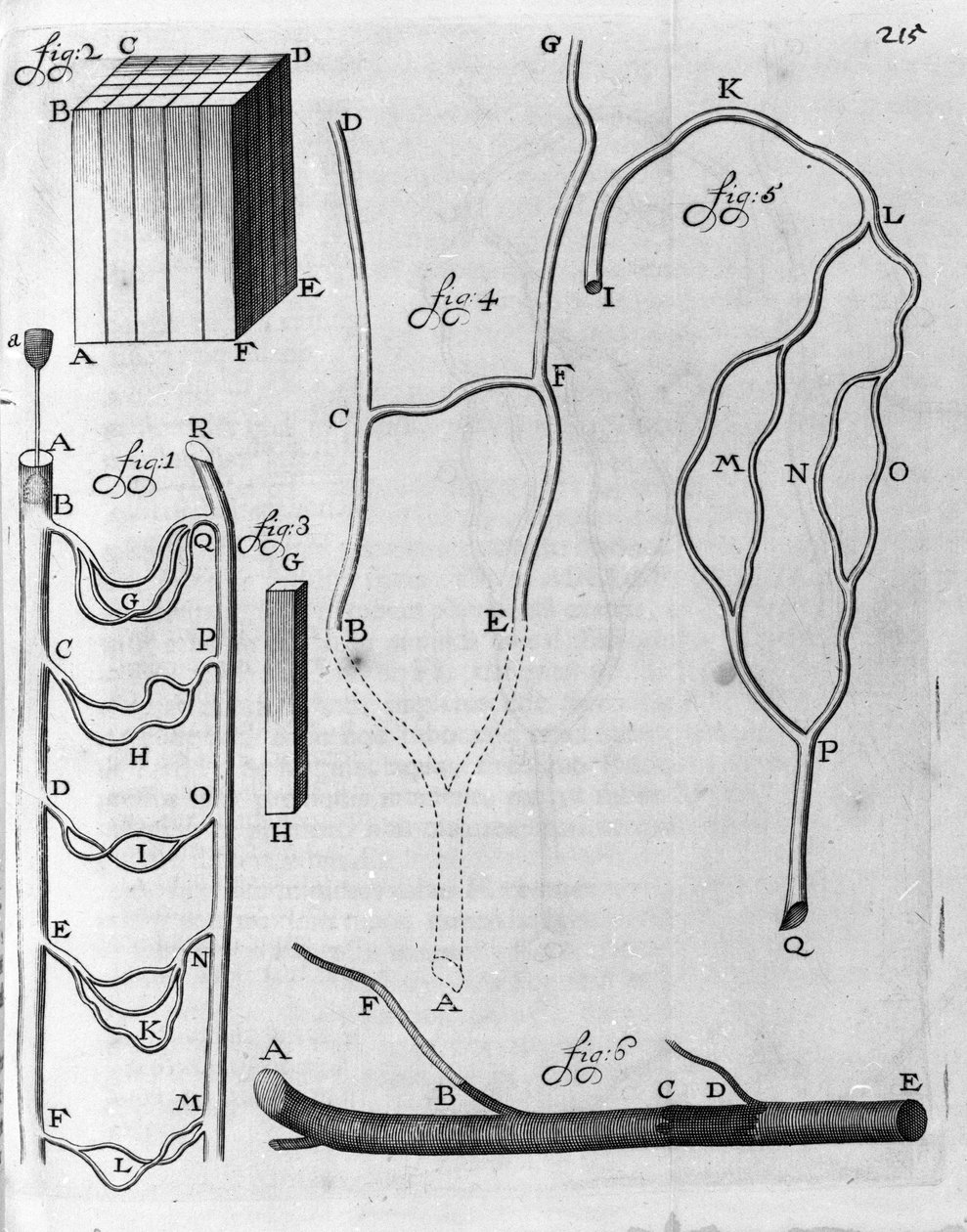 飞鱼和其他动物血液循环研究 荷兰商人和科学家 Antoine van Leeuwenhoek（或 Leeuvenhoek Leeuwenhoeck）（或 Antoni 或 Anthoni）（1632-1723）的描述，来自“Arcana Natura Detecta” 1695 年版画。 作者 未知艺术家