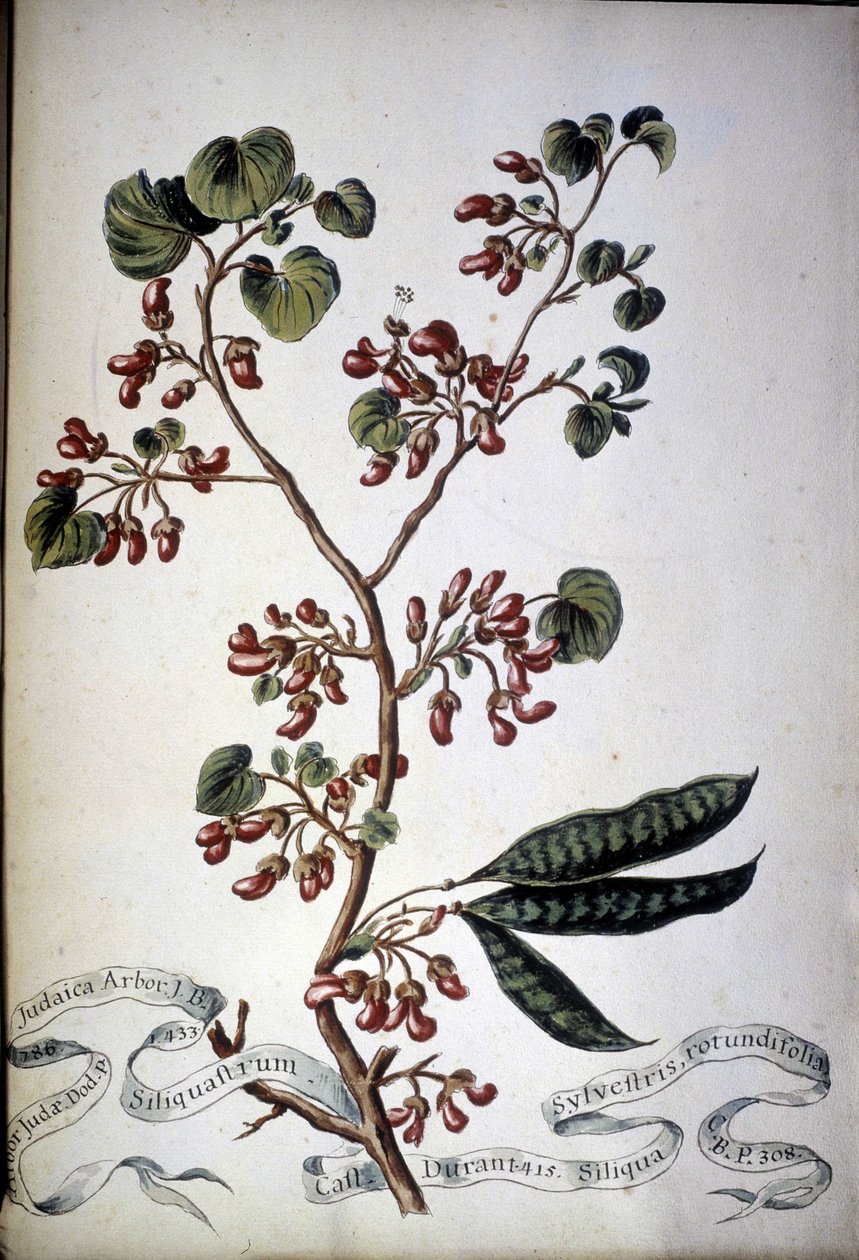 Sylvestris Rotundifolia。 19 世纪植物标本馆。 作者 未知艺术家