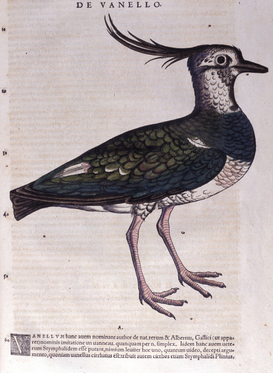 Conrad Gesner (1516 - 1565)，苏黎世的动物历史中的田鸡 作者 未知艺术家