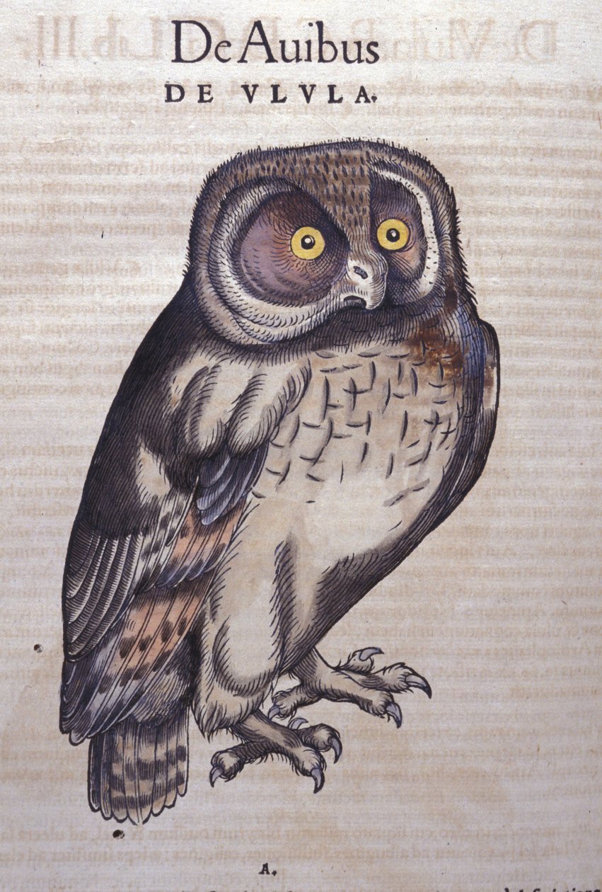 康拉德-格斯纳（1516-1565）的《动物史》中的猫头鹰，蒂古里 作者 未知艺术家