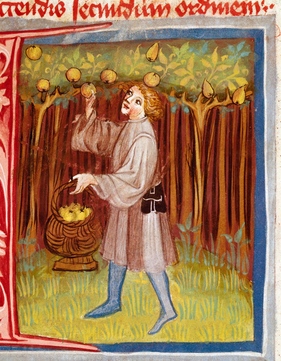 Pietro de Crescenzi（新月石或新月石）（1233-1320）14 世纪布拉格国家图书馆 (Biblioteca Nazionale) 所著的“乡村与农村利润之书”（Rerum 乡村 commodorum）中的水果缩影采摘 作者 未知艺术家