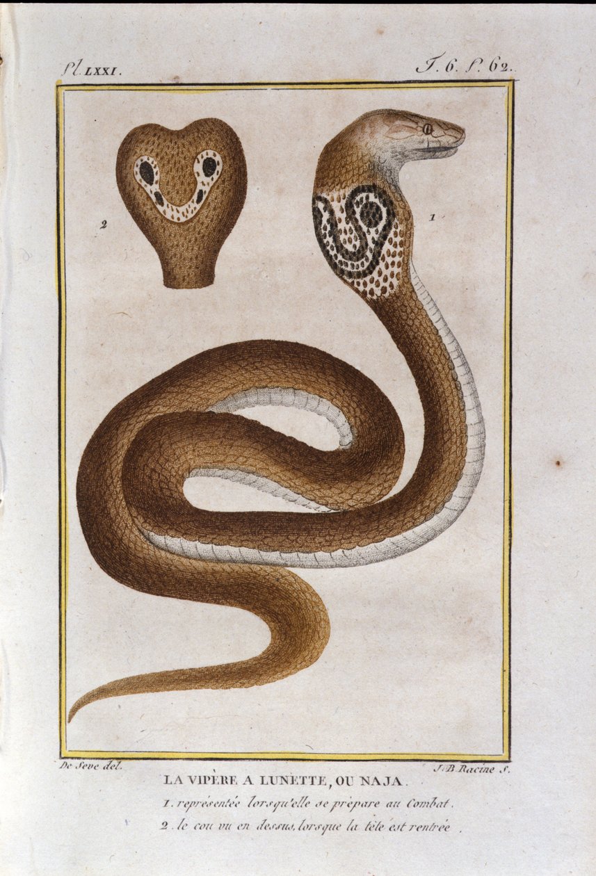 挡板毒蛇或 Naja。 博物学家乔治·路易斯·勒克莱尔 (Georges Louis Leclerc，布冯伯爵，1707 - 1788 年) 对“布冯作品”的自然历史背信弃义的图板。 19世纪 作者 未知艺术家