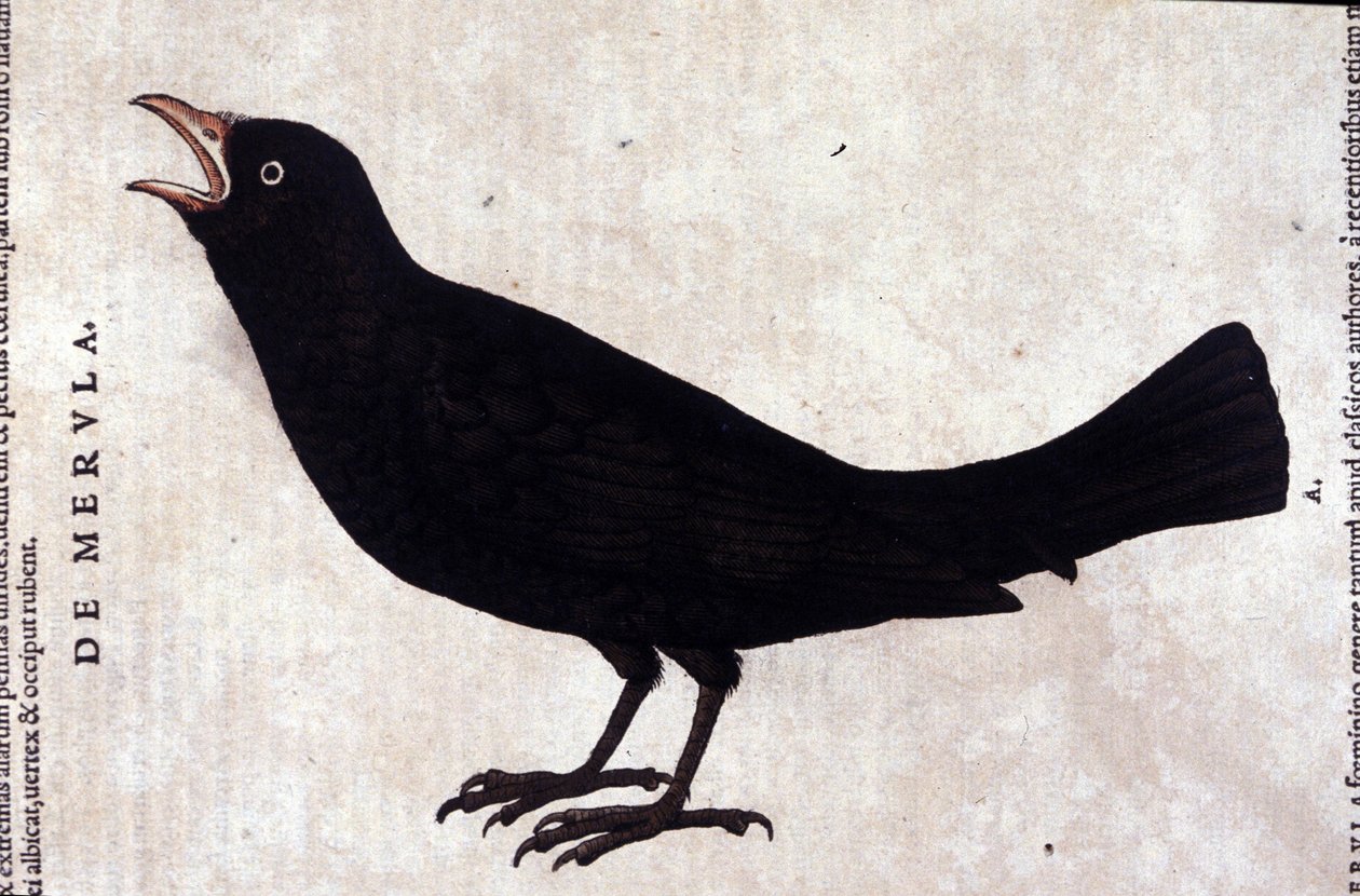 The blackbird after Historiae animalium by Konrad Gesner, Tiguri 作者 未知艺术家