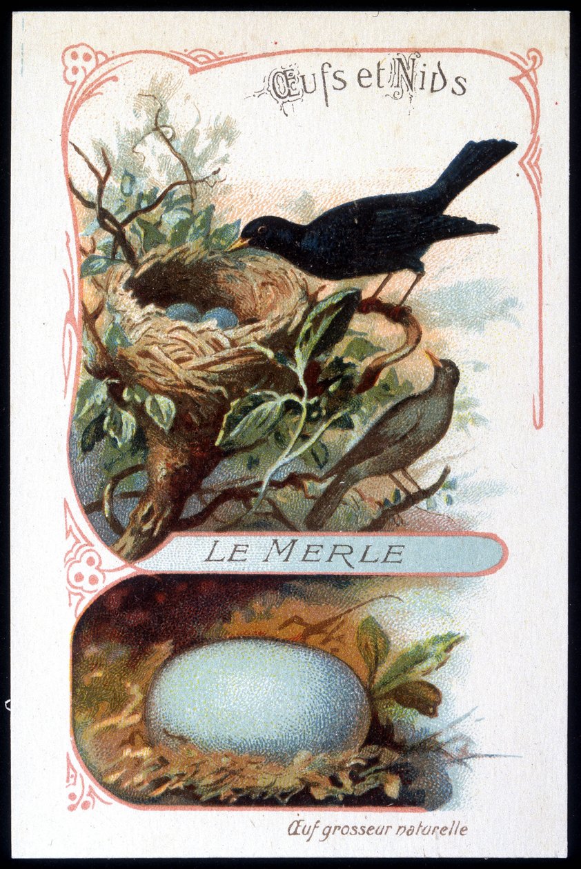 The blackbird and its nest - chromo., late 19th century 作者 未知艺术家