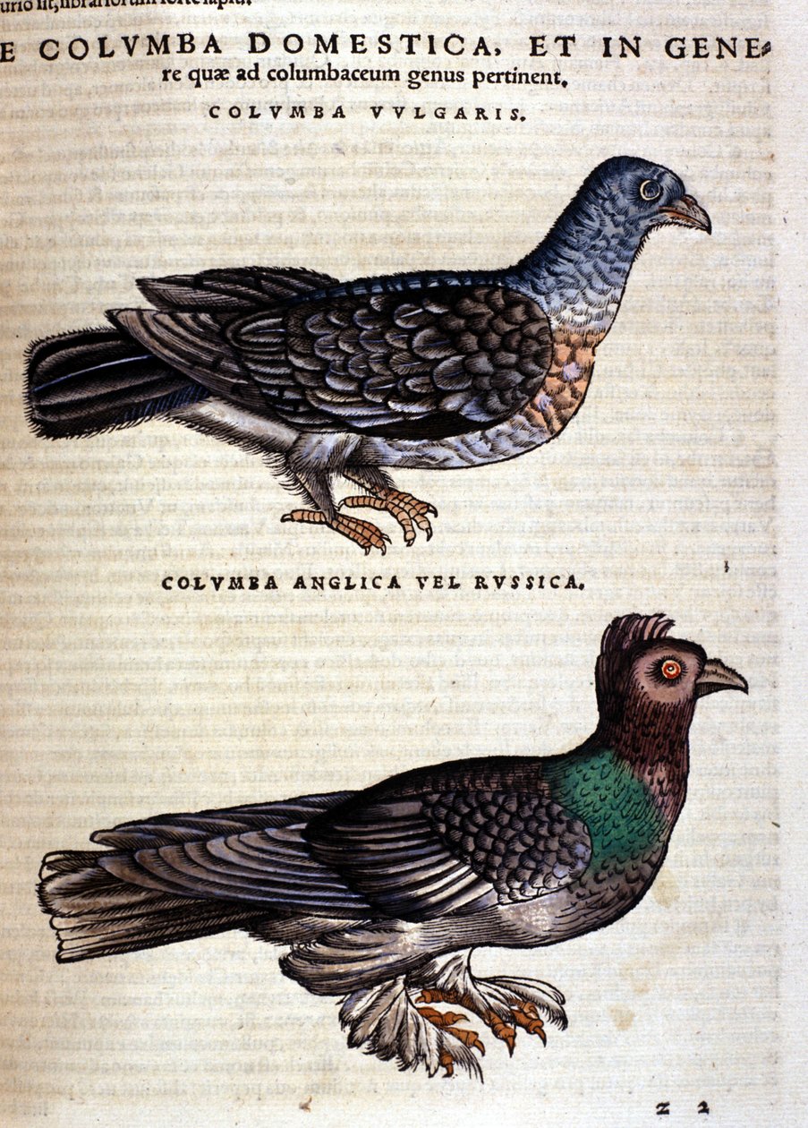动物后的鸽子 Conrad Gesner 的历史，苏黎世 1560。位置 Nazionale Braidense。 米兰 作者 未知艺术家