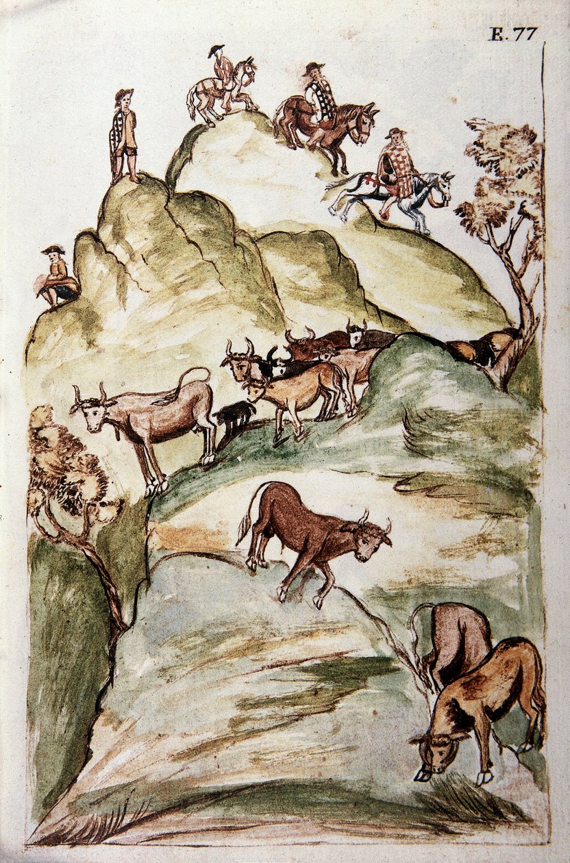 特鲁希略主教巴尔塔扎尔·马丁内斯·康帕尼翁·布扬达 (Baltazar Martinez Compañón y Bujanda) 所著的《秘鲁特鲁希略》或《Códice Martínez Compañón》一书中，奶牛的守护者在山上围着一群奶牛来捕捉它们（1782-1785 年） 作者 未知艺术家