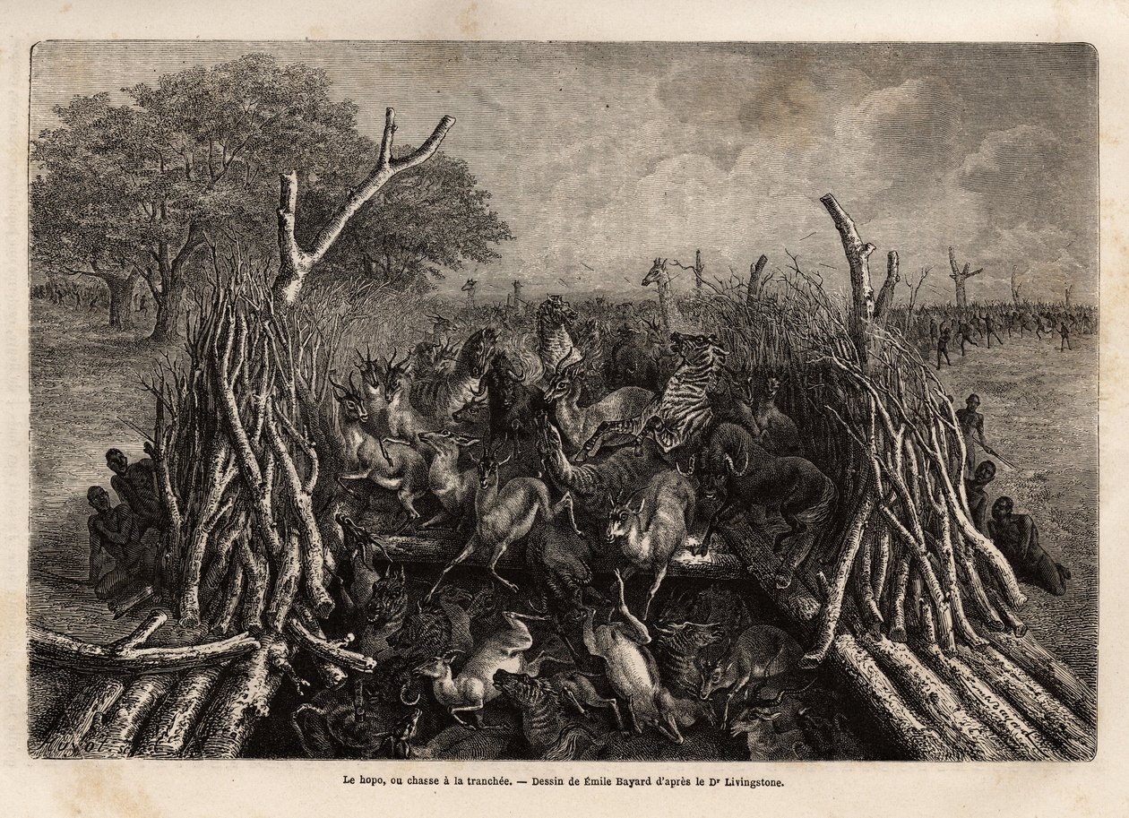The hopo or hunting technique in the trench, which consists of a trap of 2 hedges that approach each other in a V, leading to a pit where the game falls, in very large quantities, after being directed by the screams of the hunters. Engravure to illustrate  作者 未知艺术家