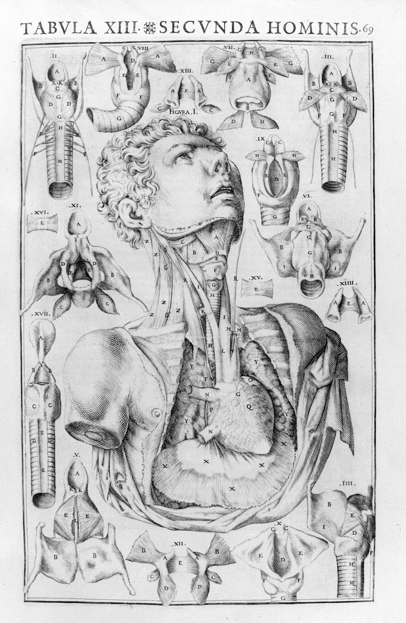 人的声音器官是根据乔瓦尼-卡塞里《De vocis auditusque oganis historia anatomica》，费拉拉1601年。 作者 未知艺术家