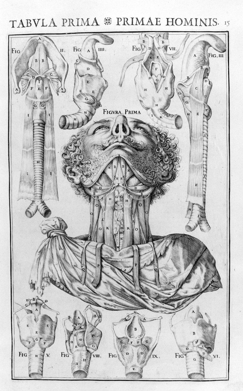 人的声音器官是根据乔瓦尼-卡塞里《De vocis auditusque oganis historia anatomica》，费拉拉1601年。 作者 未知艺术家