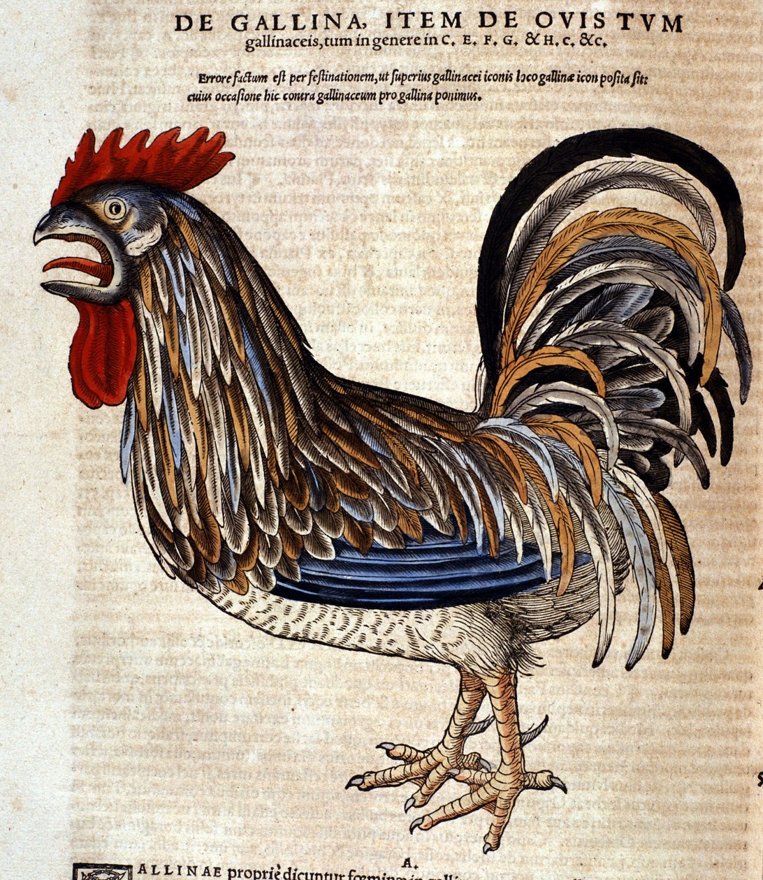Conrad Gessner 在《动物史》之后的公鸡，苏黎世，1560 年。地点 Nazionale Braidense。 米兰 作者 未知艺术家