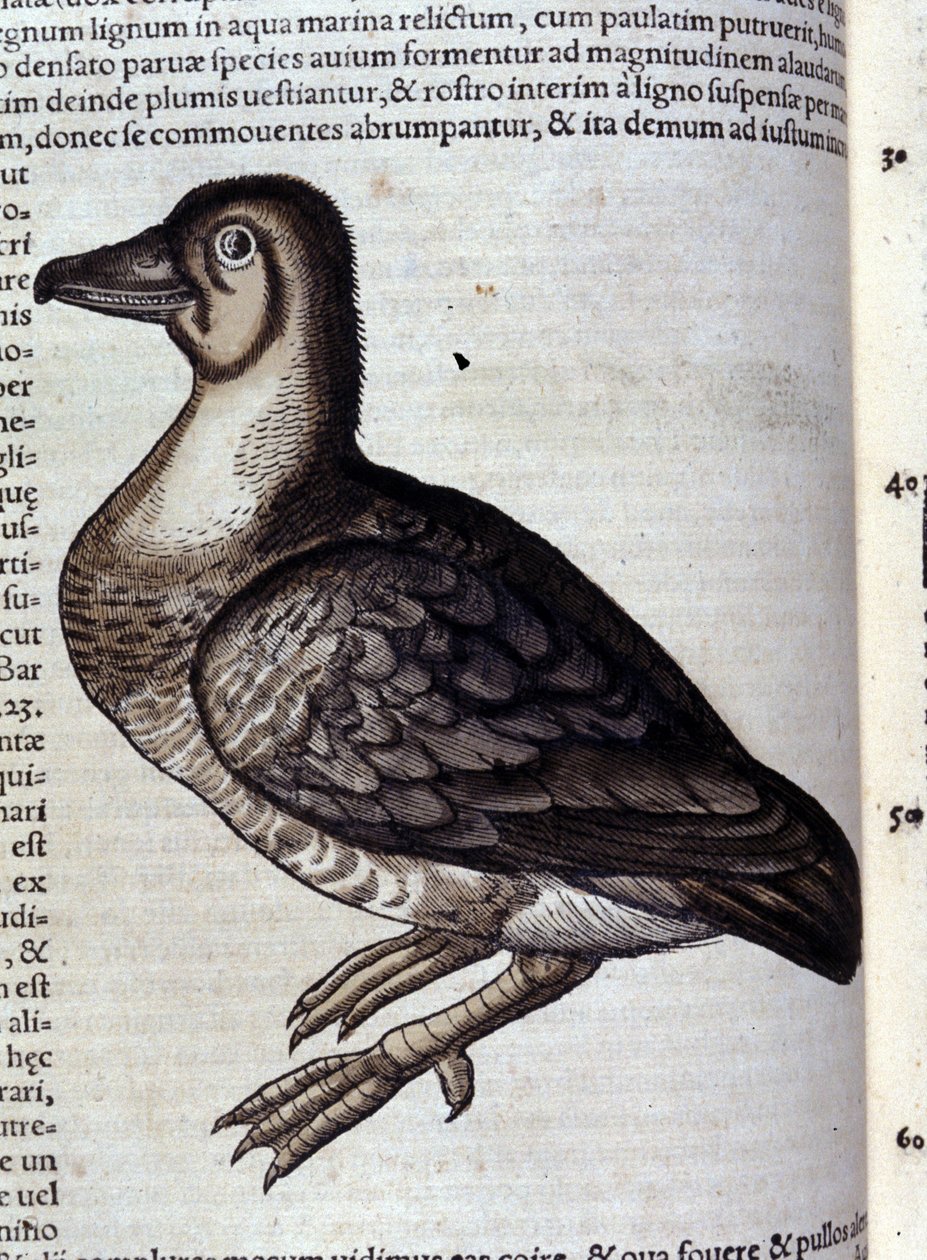 康拉德-格斯纳的Historiae animalium之后的大雁，蒂古里 作者 未知艺术家