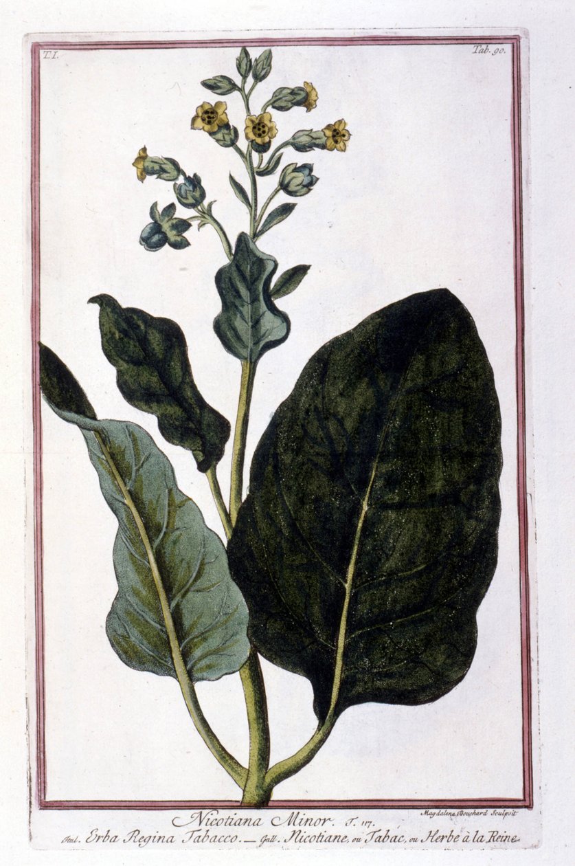 烟草植物（小烟草）。 来自 18 世纪植物标本馆的植物板。 作者 未知艺术家