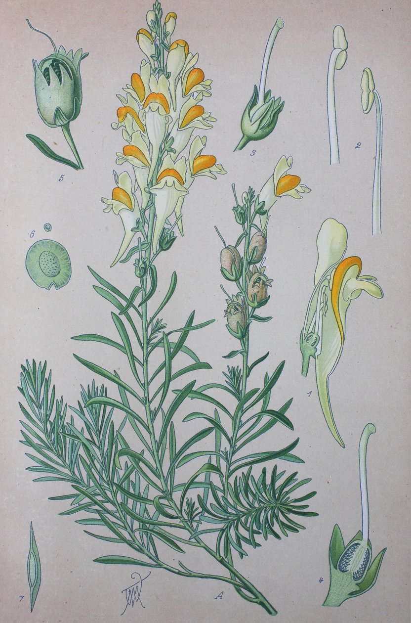 真正的蟾蜍（Linaria），该属的植物种，普通蟾蜍，常见蟾蜍 作者 未知艺术家