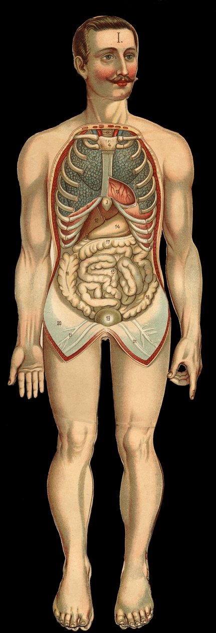 从肋骨和腹腔中取出后从前面看胸腔和腹腔。 （格力肠、胃等） 作者 未知艺术家