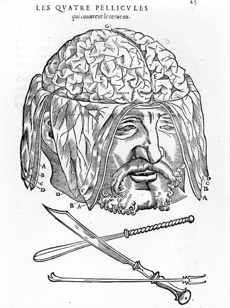 Walter Hermann Ryff：人体所有部位的解剖学描述：大脑。 巴黎 1545 作者 未知艺术家