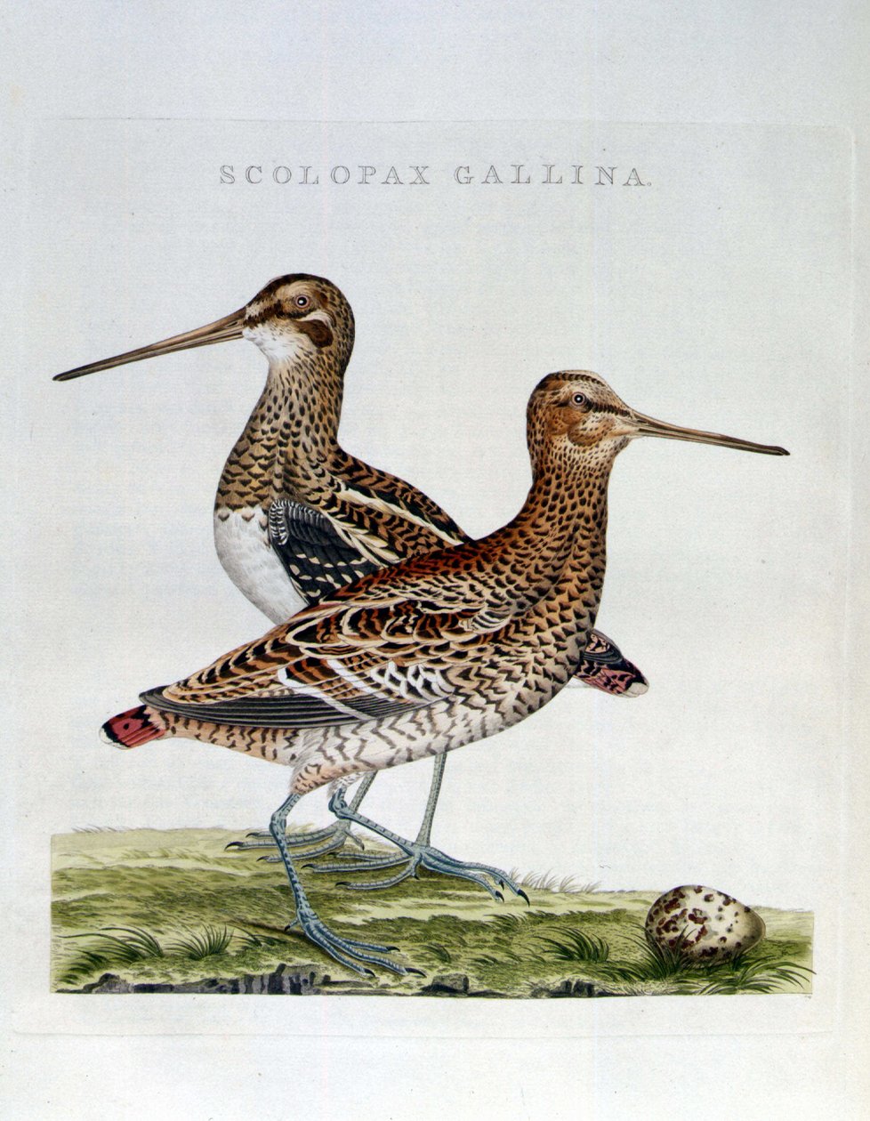 Woodcocks 和鸡蛋 (scolopax gallina)-雕刻 作者 未知艺术家