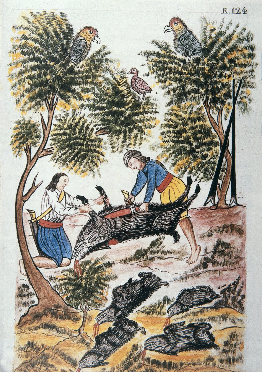 特鲁希略主教巴尔塔扎尔·马丁内斯·康帕尼翁和布扬达 (1782-1785) 所著的《秘鲁特鲁希略》或《Códice Martínez Compañón》一书中，年轻的印度人正在屠宰一头野猪 作者 未知艺术家