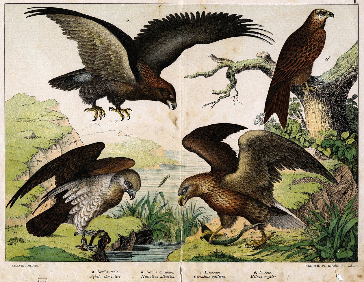 a:皇家鹰（Aquila chrysaëtos），b: 海鹰（Haliaëtus albicilla），c:Circaete, John the White (Circaëtus gallicus), d:米兰（Milvus regalis）--见《鸟类自然史》，Hoepli编辑，米兰 作者 未知艺术家