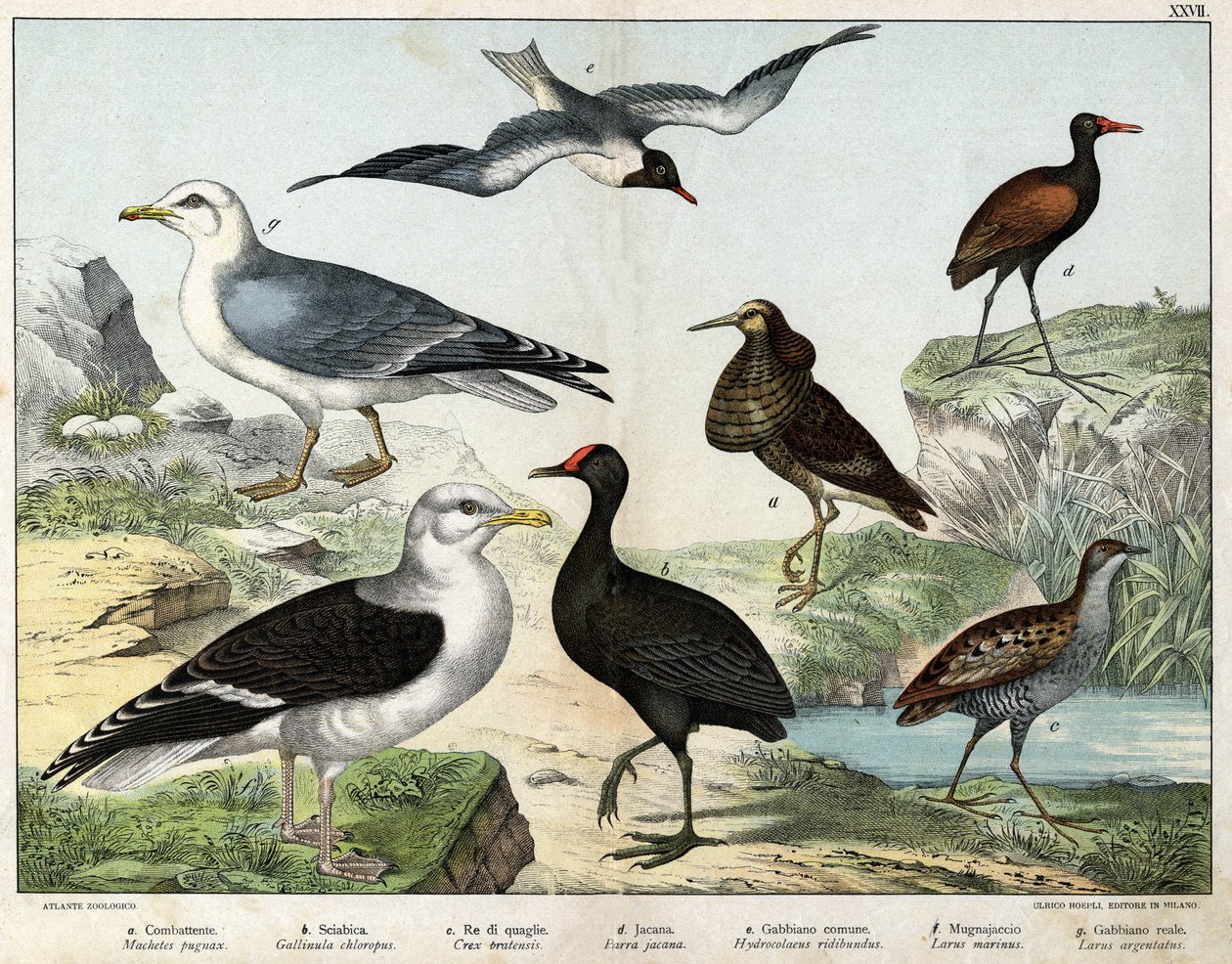 a:斗士（Machetes pugnax），b: 鸡（Gallinula chloropus），c:Rale des genetes (Crex pratensis), d．Jacana（Parra Jacana）, e: 黑眼鸥（Hydrocolaeus ridibundus）, f: 海鸥（Larus marinus）, g: 鲱鱼鸥（Larus argentus） - 在《自然历史》中 作者 未知艺术家
