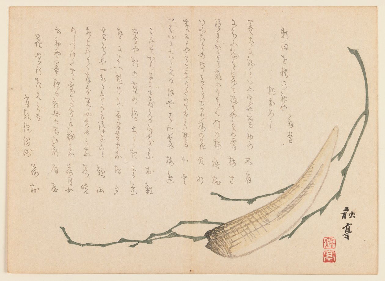 海藻和贝类（木版画） 作者 浦上玉堂